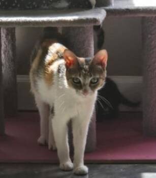 A1265806 -  Domestic Short Hair Cat for Adoption in Charlotte, North Carolina - A1265806 | PetCurious