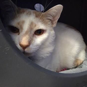 Starbright -  Domestic Short Hair Cat for Adoption in Oshkosh, Wisconsin - Starbright | PetCurious