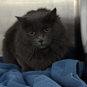 Phoebe -  Domestic Long Hair and American Bobtail Cat for Adoption in Lakeland, Florida - Phoebe | PetCurious