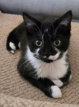 Rescue Domestic Short Hair Cats for Adoption in Greece, New York - Beaner | PetCurious