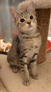 Courage -  Domestic Short Hair and Maine Coon Cat for Adoption in Beaverton, Oregon - Courage | PetCurious