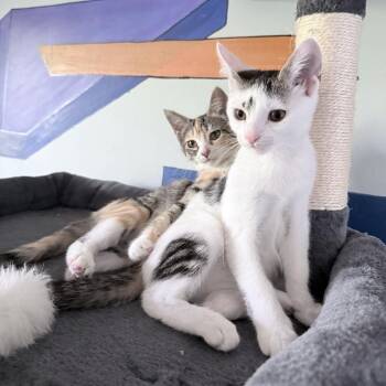 Zipper -  Domestic Short Hair Cat for Adoption in New York, New York - Zipper | PetCurious