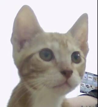 Domestic Short Hair Cats Available for Adoption - Baker