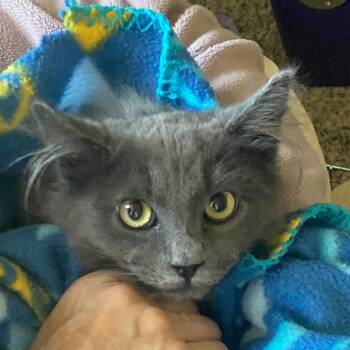 Rescue Domestic Short Hair Cats for Adoption in Nampa, Idaho - Thumper | PetCurious