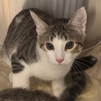 Jace -  Domestic Short Hair Cat for Adoption in Tampa, Florida - Jace | PetCurious