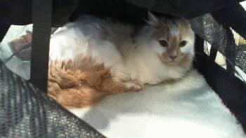 Domestic Medium Hair Cats Available for Adoption in Charlotte, North Carolina - MAXWELL | PetCurious