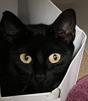 MIDNIGHT -  Domestic Short Hair Cat for Adoption in Dedham, Massachusetts - MIDNIGHT | PetCurious