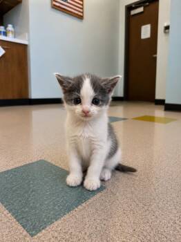 Hyde -  Domestic Short Hair Cat for Adoption in Gallatin, Tennessee - Hyde | PetCurious