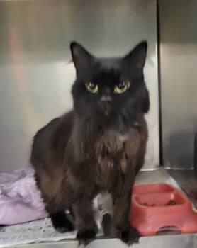 Domestic Long Hair Cats Available for Adoption in Muncie, Indiana - Jackson - Polydactyl, Missing One Rear Foot - ADOPTION FEE WAIVE | PetCurious