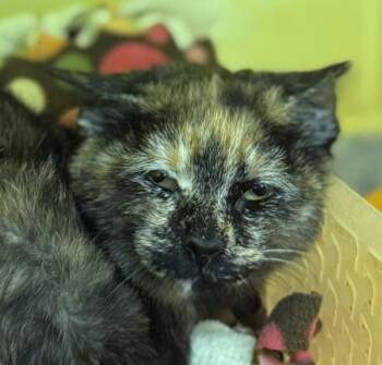 Domestic Short Hair Cats Available for Adoption in Golden, Colorado - Gretta | PetCurious