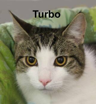 Domestic Short Hair and Tabby Cats Available for Adoption in Stowe, Pennsylvania - Turbo Carr.  (super Sweet And Mild-mannered) | PetCurious