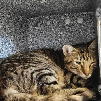 Arthur -  Domestic Short Hair Cat for Adoption in Dover, New Hampshire - Arthur | PetCurious