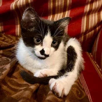 Marble C69424 -  Domestic Short Hair Cat for Adoption in Minnetonka, Minnesota - Marble C69424 | PetCurious