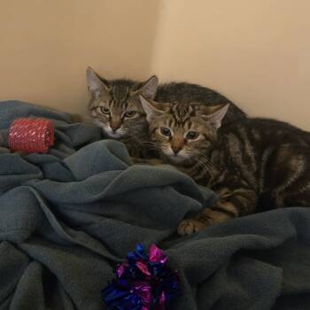 Buttercup -  Domestic Short Hair Cat for Adoption in East Hanover, New Jersey - Buttercup | PetCurious