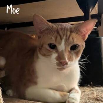 Moe -  Domestic Short Hair Cat for Adoption in Janesville, Wisconsin - Moe | PetCurious