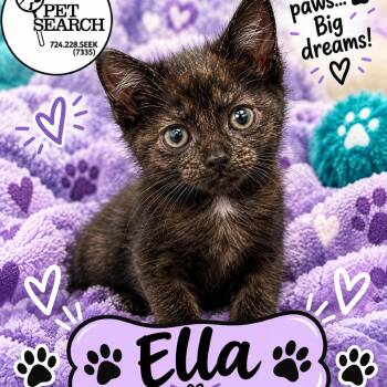 Ella -  Domestic Short Hair Cat for Adoption in Washington, Pennsylvania - Ella | PetCurious