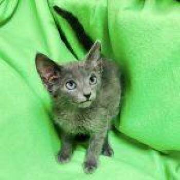 Oak -  Domestic Short Hair Cat for Adoption in Green Valley, Arizona - Oak | PetCurious