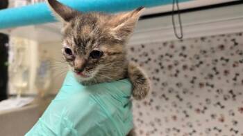 NIRVANA -  Domestic Short Hair Cat for Adoption in Riverside, California - NIRVANA | PetCurious