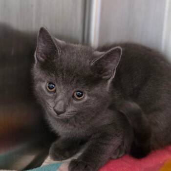 Soy Sauce -  Domestic Short Hair Cat for Adoption in Muncie, Indiana - Soy Sauce | PetCurious