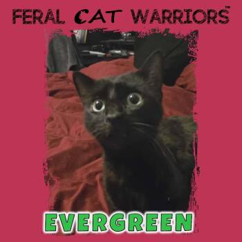 Evergreen -  Domestic Short Hair Cat for Adoption in Squamish, British Columbia - Evergreen | PetCurious