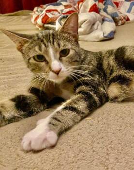 Yo Yo -  Domestic Short Hair Cat for Adoption in Cromwell, Kentucky - Yo Yo | PetCurious