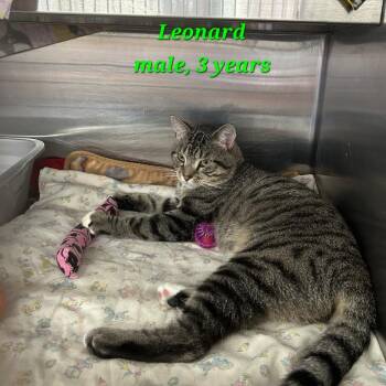 Leonard -  Domestic Short Hair Cat for Adoption in Buffalo, New York - Leonard | PetCurious