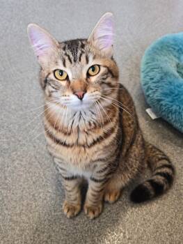 Domestic Medium Hair Cats Available for Adoption in Sidney, Ohio - Harlow | PetCurious