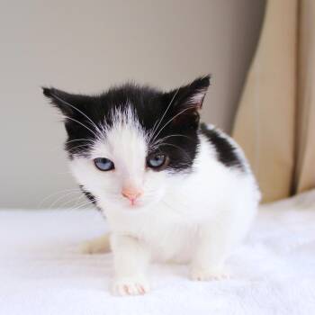 Rescue Domestic Short Hair Cats for Adoption in Wayne, New Jersey - Jason | PetCurious