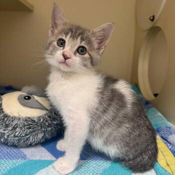 "Sid the Sloth" -  Domestic Short Hair Cat for Adoption in Bradenton, Florida - "Sid The Sloth" | PetCurious