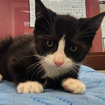Mako -  Domestic Short Hair Cat for Adoption in Shinnston, West Virginia - Mako | PetCurious
