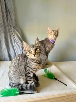 Phoebe and Precious -  Tabby Cat for Adoption in Lansdowne, Pennsylvania - Phoebe And Precious | PetCurious