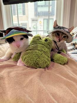 Rescue American Shorthair Cats for Adoption in Philadelphia, Pennsylvania - Michelangelo And Donatello | PetCurious