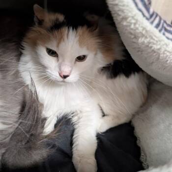 Domestic Long Hair Cats Available for Adoption in Titusville, Florida - Miko | PetCurious