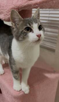 Romeo (& Teddy) -  Domestic Short Hair Cat for Adoption in Castro Valley, California - Romeo (& Teddy) | PetCurious