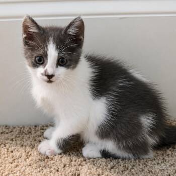 Ricky Ricardo -  Domestic Long Hair Cat for Adoption in Houston, Texas - Ricky Ricardo | PetCurious
