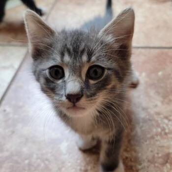 Thunder -  Domestic Short Hair Cat for Adoption in Midland, Texas - Thunder | PetCurious