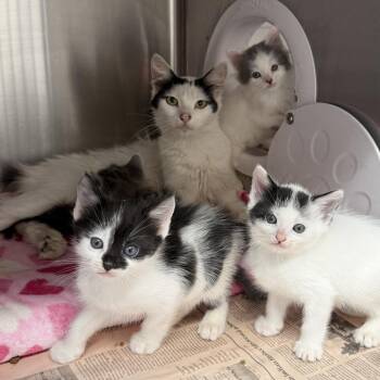 Checker -  Domestic Long Hair Cat Available for Adoption in Los Angeles, California - Checker | PetCurious