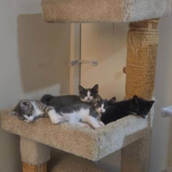 Holly -  Domestic Short Hair Cat for Adoption in Arthur, Ontario - Holly | PetCurious
