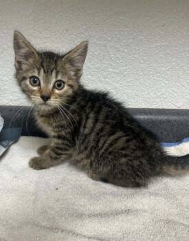 Feral Momma 2 Kitten 2 -  Domestic Short Hair Cat for Adoption in Sullivan, Indiana - Feral Momma 2 Kitten 2 | PetCurious