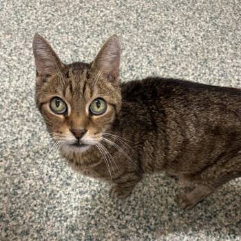 Rescue Domestic Short Hair Cats for Adoption in Madison, Wisconsin - Fox | PetCurious