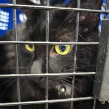 Dipsy -  Domestic Short Hair Cat for Adoption in Newark, New Jersey - Dipsy | PetCurious