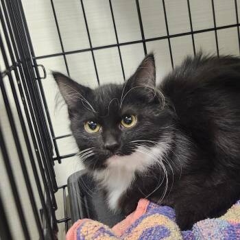 Miscellany -  Domestic Long Hair Cat for Adoption - Miscellany | PetCurious