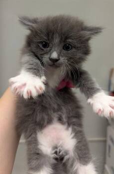 OPOSSUM -  Domestic Medium Hair Cat for Adoption in Ontario, California - OPOSSUM | PetCurious