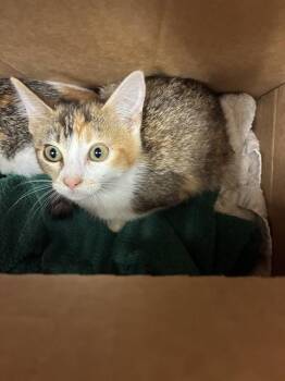 CINDY -  Domestic Short Hair Cat for Adoption in San Jose, California - CINDY | PetCurious