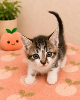 Meowrk Ruffalo -  Domestic Short Hair Cat for Adoption in Douglasville, Georgia - Meowrk Ruffalo | PetCurious