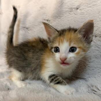Dorothy -  Domestic Short Hair Cat for Adoption in Lewisville, Texas - Dorothy | PetCurious