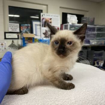 Rescue Domestic Short Hair Cats for Adoption in Los Angeles, California - Maiz | PetCurious