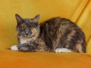 Calico Cats Available for Adoption in Lewisburg, Tennessee - Satin | PetCurious