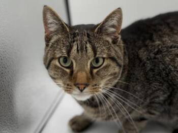 Rescue Domestic Short Hair Cats for Adoption in Portland, Oregon - Gravy | PetCurious