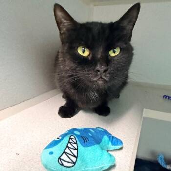 Mystere -  Domestic Short Hair Cat for Adoption in Newark, New Jersey - Mystere | PetCurious